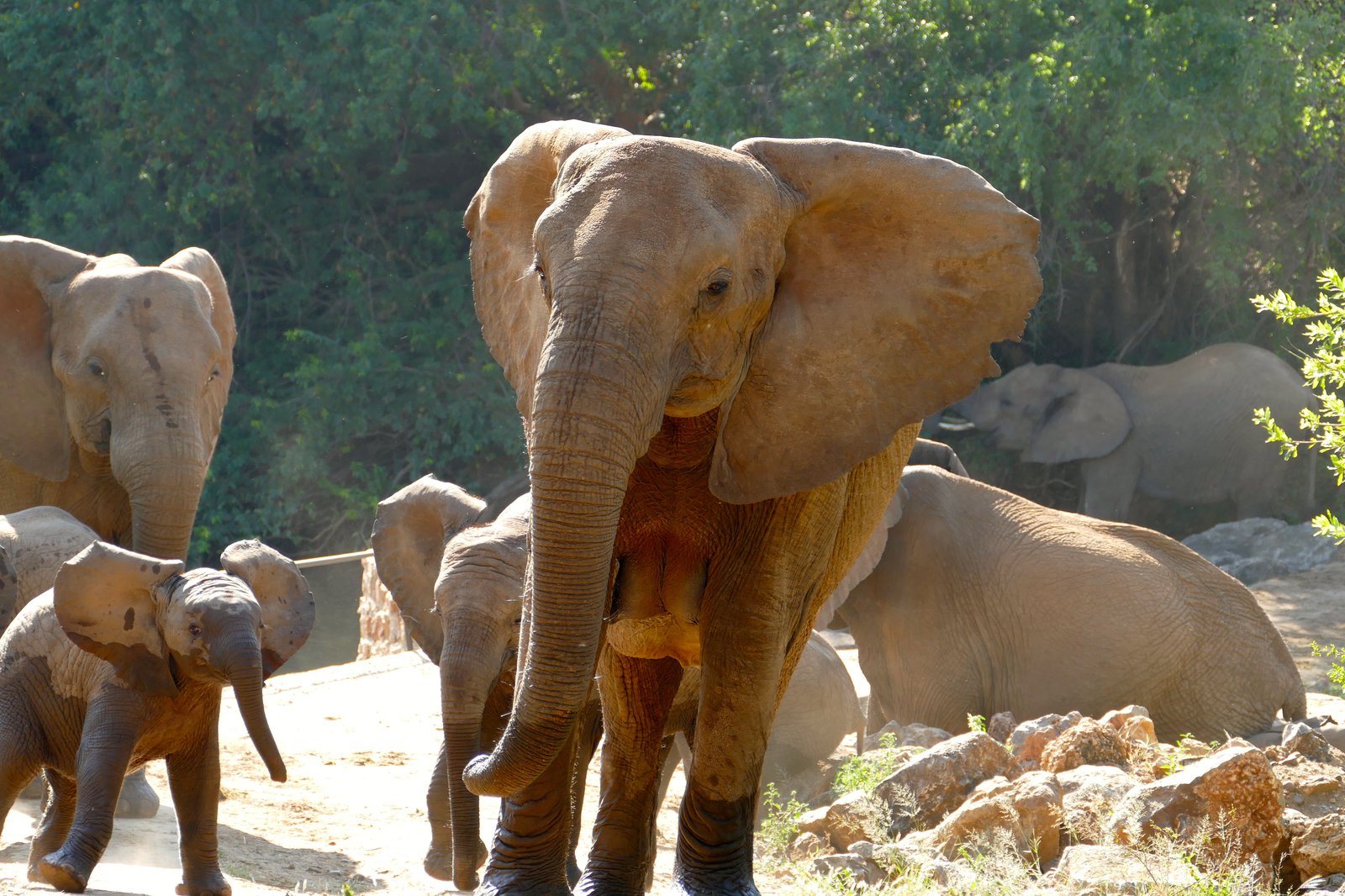 Anja Südafrika Elefantenherde