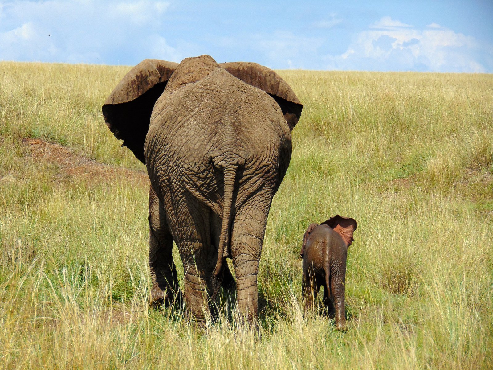 Kenia - Mara West - Elefant mit Baby