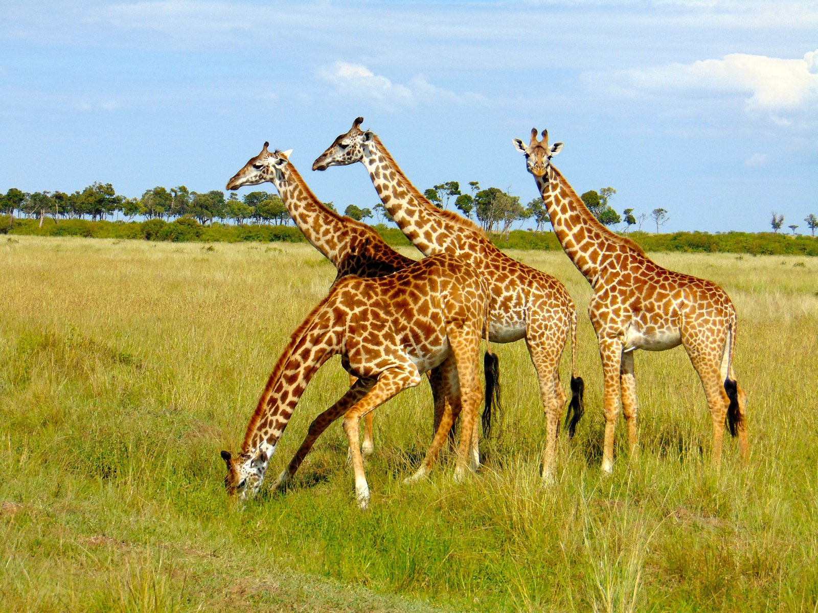 Kenia Mara West Giraffen