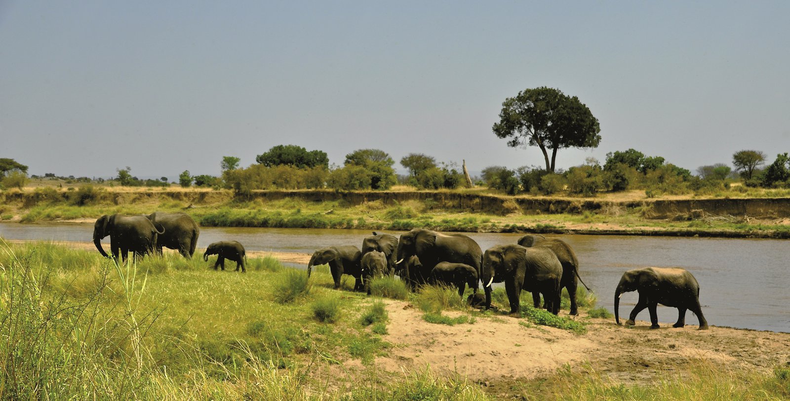 Elefanten am Mara