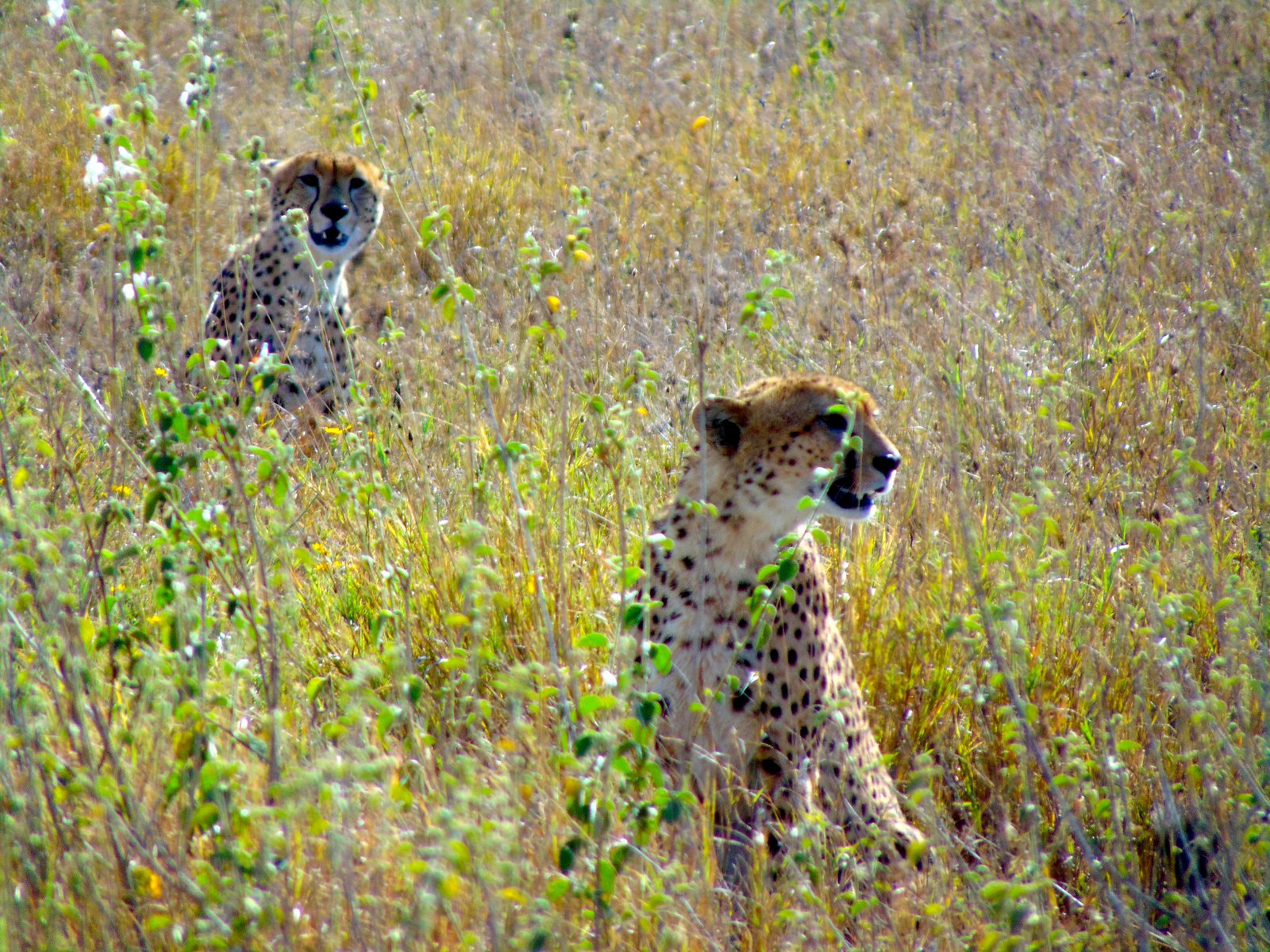 Tansania - Serengeti NP Geparden