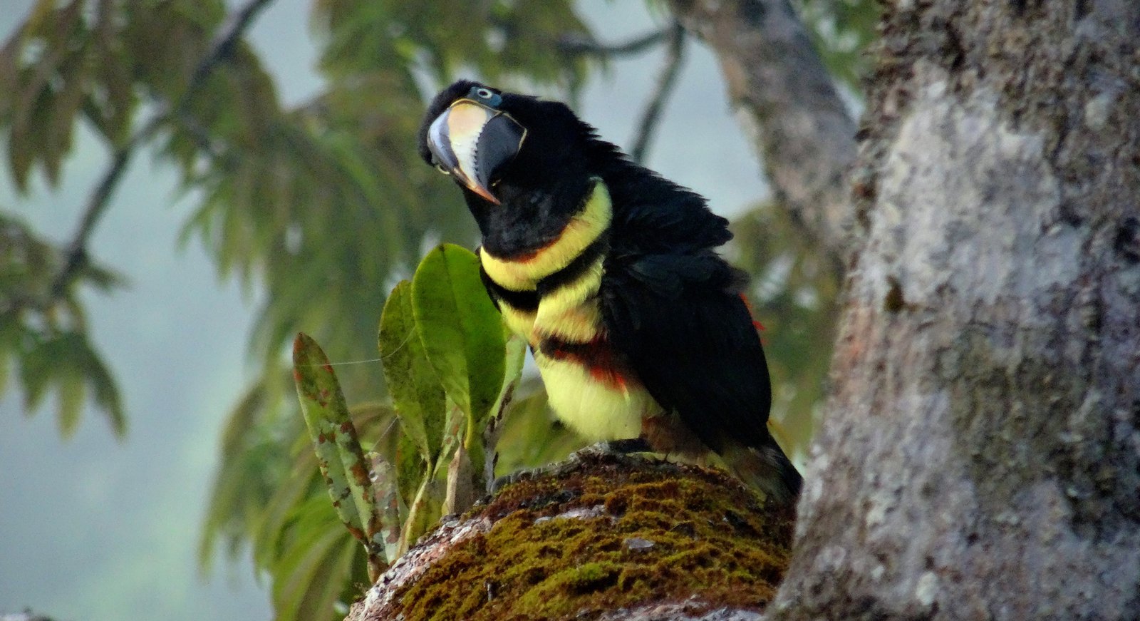 Tukan im Regenwald Ecuador